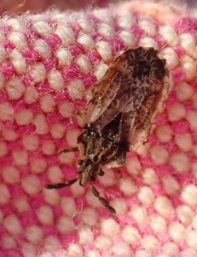 Aradus depressus
